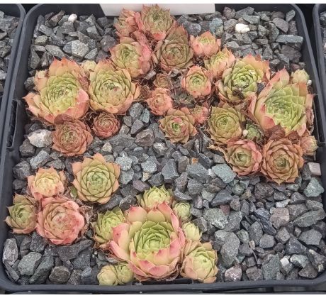 Sempervivum FRIEDA