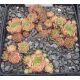 Sempervivum FRIEDA