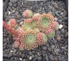Sempervivum GALANE