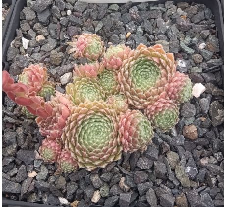 Sempervivum GALANE