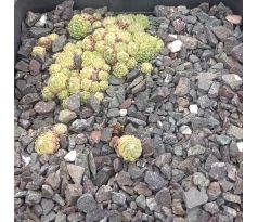 Sempervivum GARE DE BOUSES