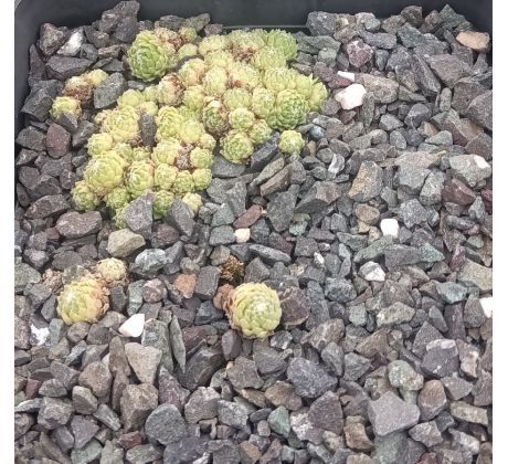 Sempervivum GARE DE BOUSES