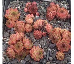 Sempervivum CAVO DARO
