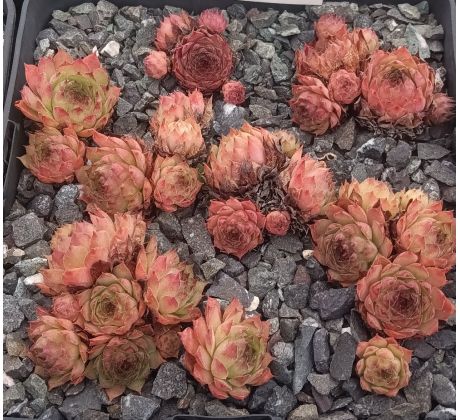 Sempervivum CAVO DARO