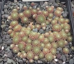 Sempervivum GEORGIA ROWAN