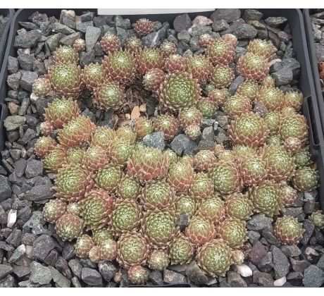 Sempervivum GEORGIA ROWAN