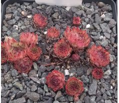 Sempervivum GERI MORI