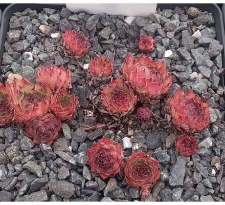Sempervivum GERI MORI