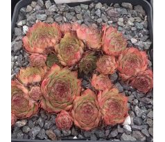 Sempervivum GIPSY