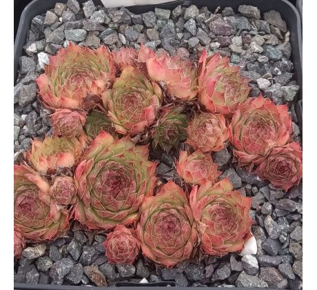 Sempervivum GIPSY
