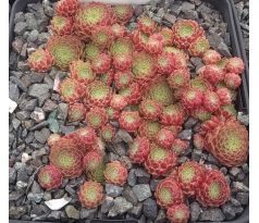 Sempervivum GOLD AUB