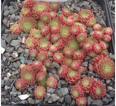 Sempervivum GOLD AUB