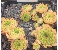 Sempervivum GOLEM