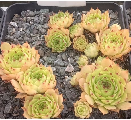 Sempervivum GOLEM