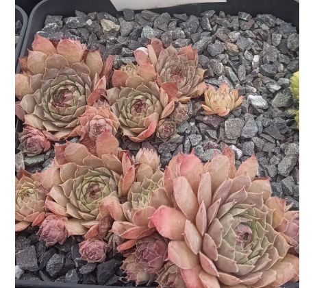 Sempervivum GOSINE