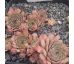 Sempervivum GOSINE