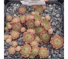 Sempervivum ORANGE BUTTON