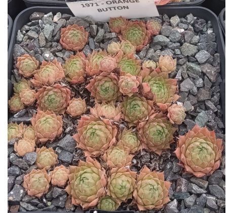 Sempervivum ORANGE BUTTON