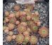 Sempervivum ORANGE BUTTON