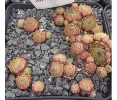 Sempervivum GRATIANA