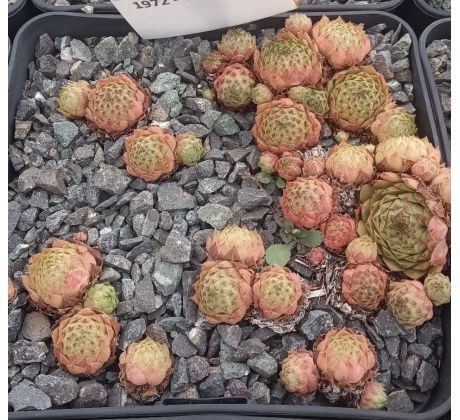 Sempervivum GRATIANA