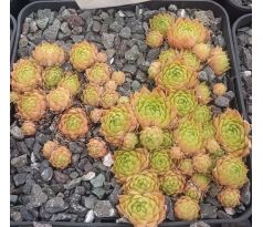 Sempervivum PFÄLZER BLÄSSE