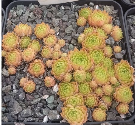Sempervivum PFÄLZER BLÄSSE