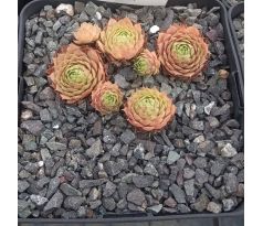 Sempervivum HAVENDIJKS GIANT