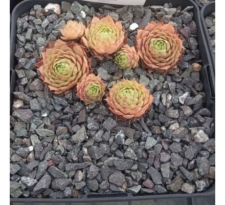 Sempervivum HAVENDIJKS GIANT