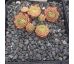 Sempervivum HAVENDIJKS GIANT
