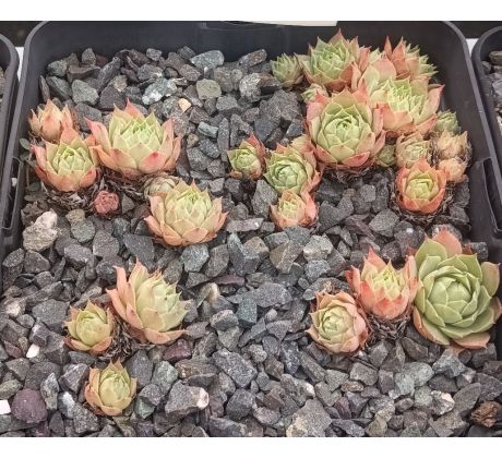Sempervivum GREY GREEN