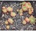 Sempervivum GREY GREEN