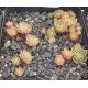 Sempervivum GREY GREEN