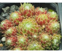 Sempervivum LEMON FIZZ