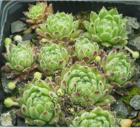 Sempervivum LEONIE