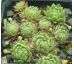 Sempervivum LEONIE