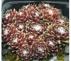 Sempervivum SCHWARZE WITWE