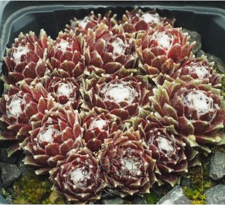 Sempervivum SCHWARZE WITWE