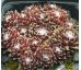 Sempervivum SCHWARZE WITWE