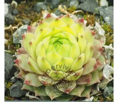 Sempervivum LIMELIGHT