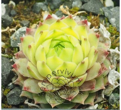Sempervivum LIMELIGHT