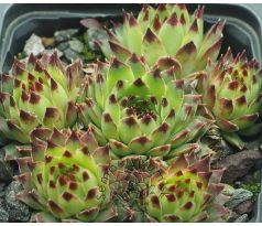 Sempervivum LITTLE