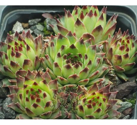 Sempervivum LITTLE