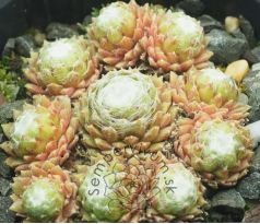 Sempervivum LORE