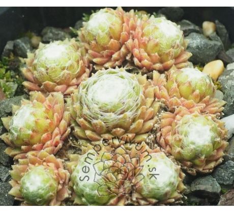 Sempervivum LORE