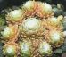Sempervivum LORE