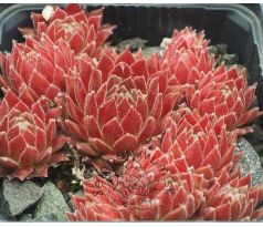Sempervivum LUFTSPRUNG