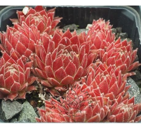 Sempervivum LUFTSPRUNG