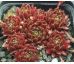 Sempervivum LUSTROUS