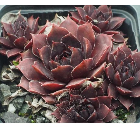 Sempervivum SCHWARZE ROSE